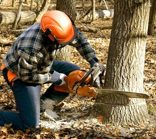 Tree Removal in Oak City, UT